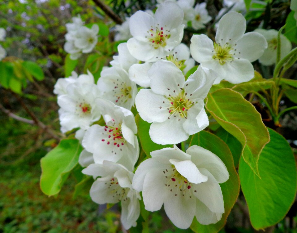 Sheet branch petal