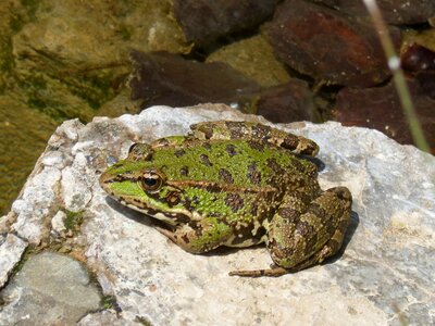 Anura amphibious nature