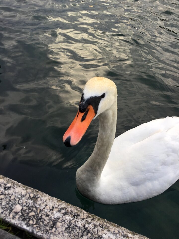 Bird water bird white swan