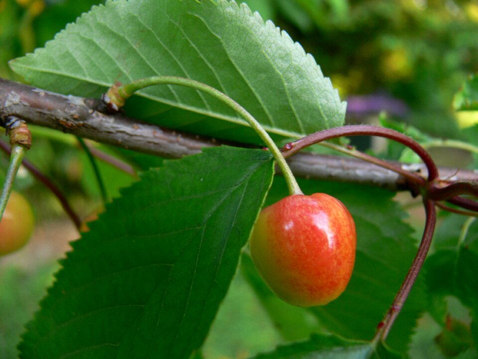 Nature food tree