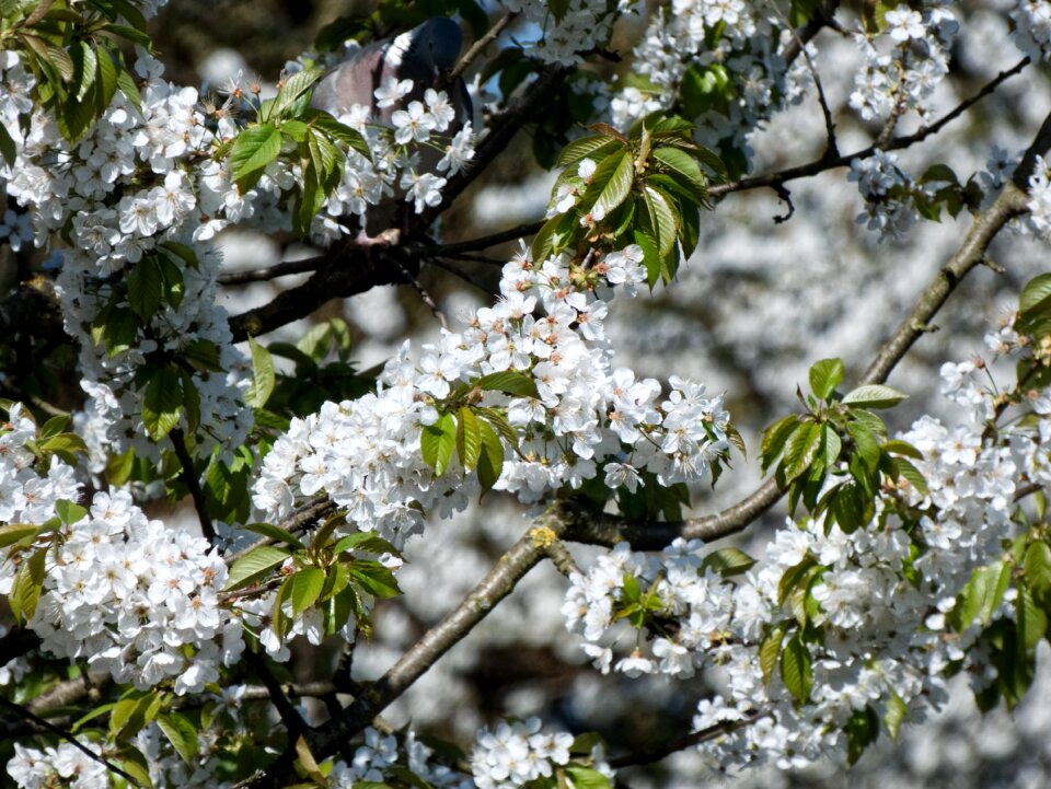 Season plant nature