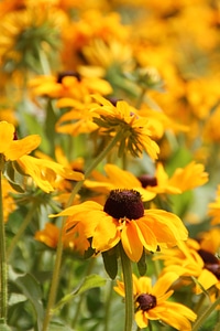 Plant landscape summer