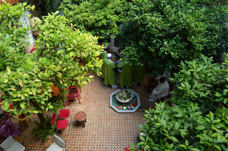 Nature growth morocco