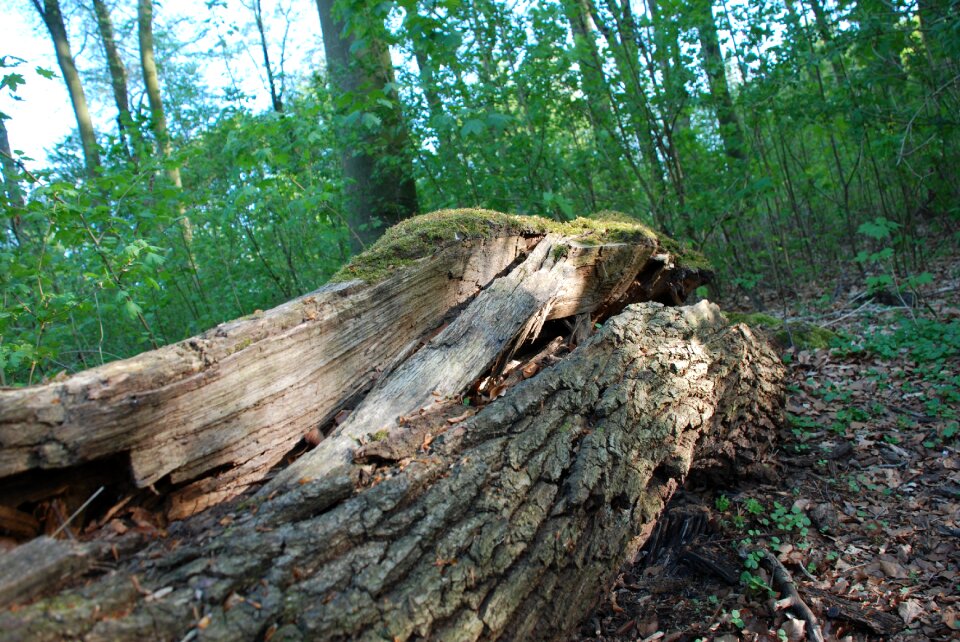 Nature tree tribe