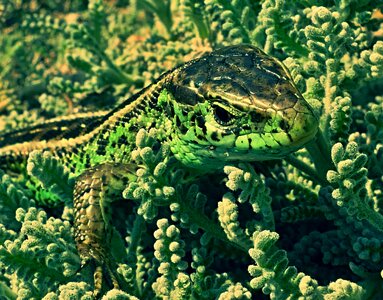 Nature animal lizard