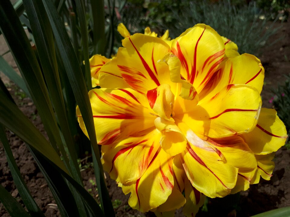 Flower sheet garden