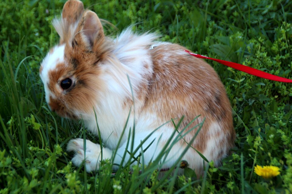The rabbit the lion's animal Free photos