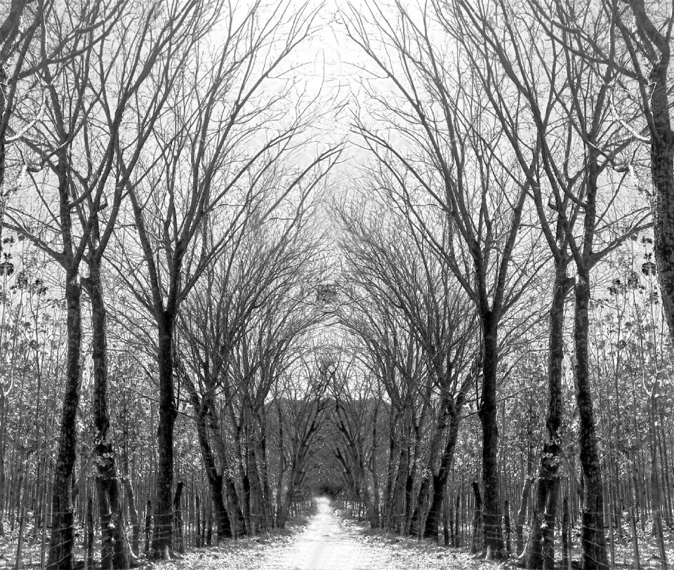 Landscape wood weather