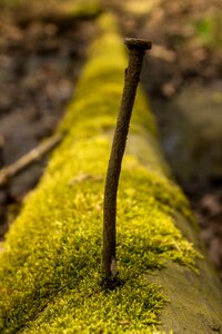 Growth plant tree