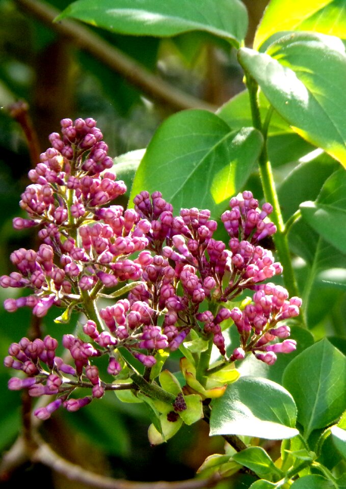 Leaf garden lilac