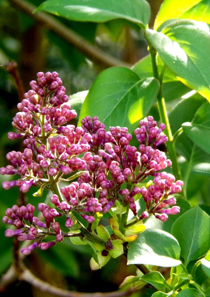 Leaf garden lilac photo