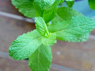 Herbal herb leaves photo