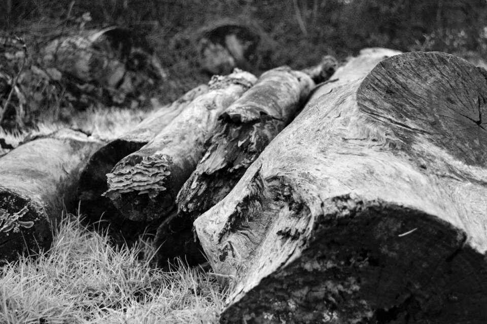 Wood timber nature