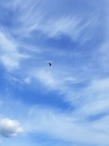 Summer freedom