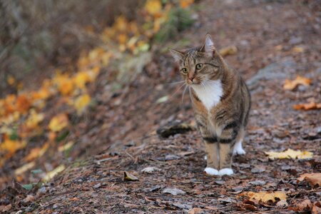 Outdoor animal life cat photo