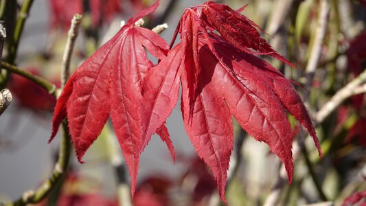Fall nature season