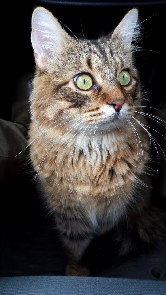 Kitten pet