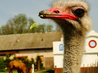 At the court of ostrich flightless photo
