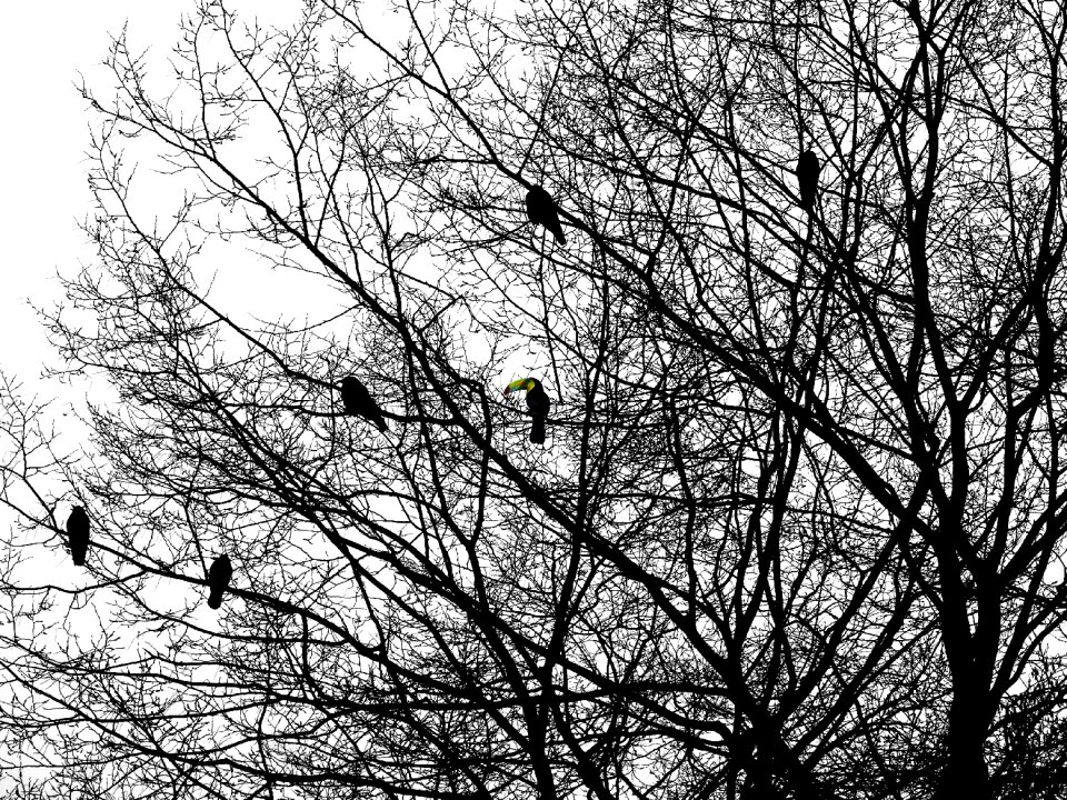 Silhouette branches close