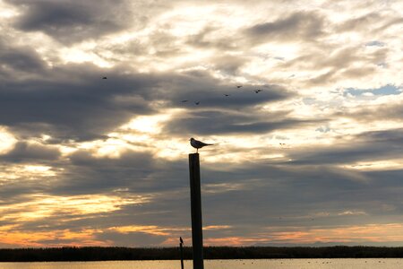 Nature cloud bird photo