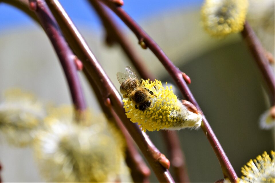 Close up willow catkin bee