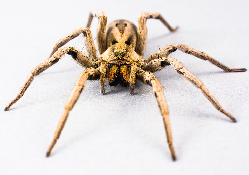 Arachnid insect close up