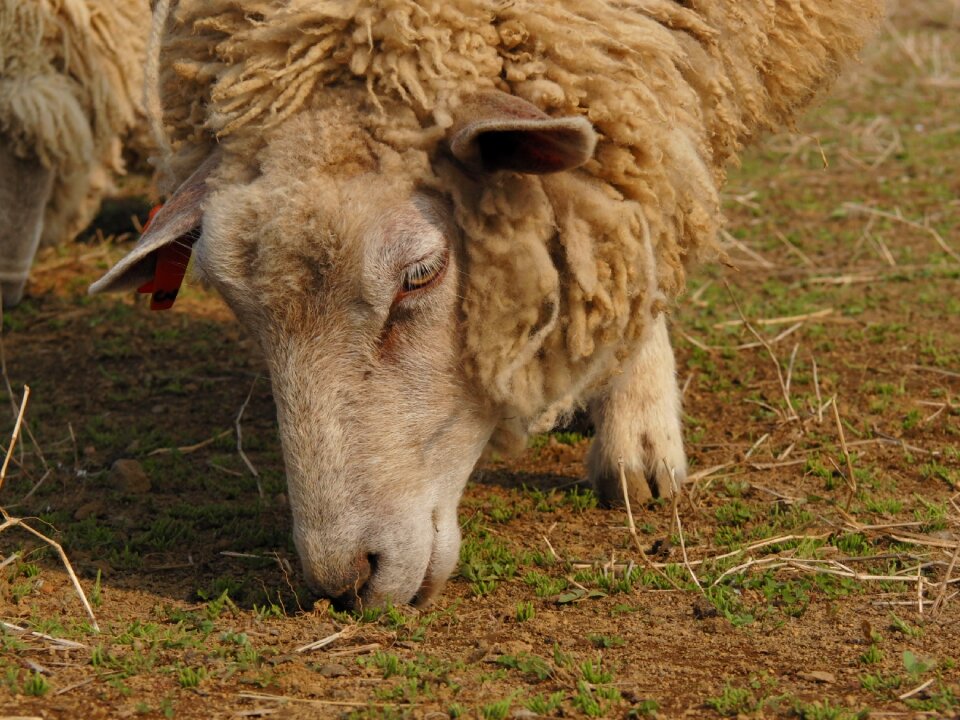 Animal sheep grass