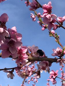 Branch tree plant photo