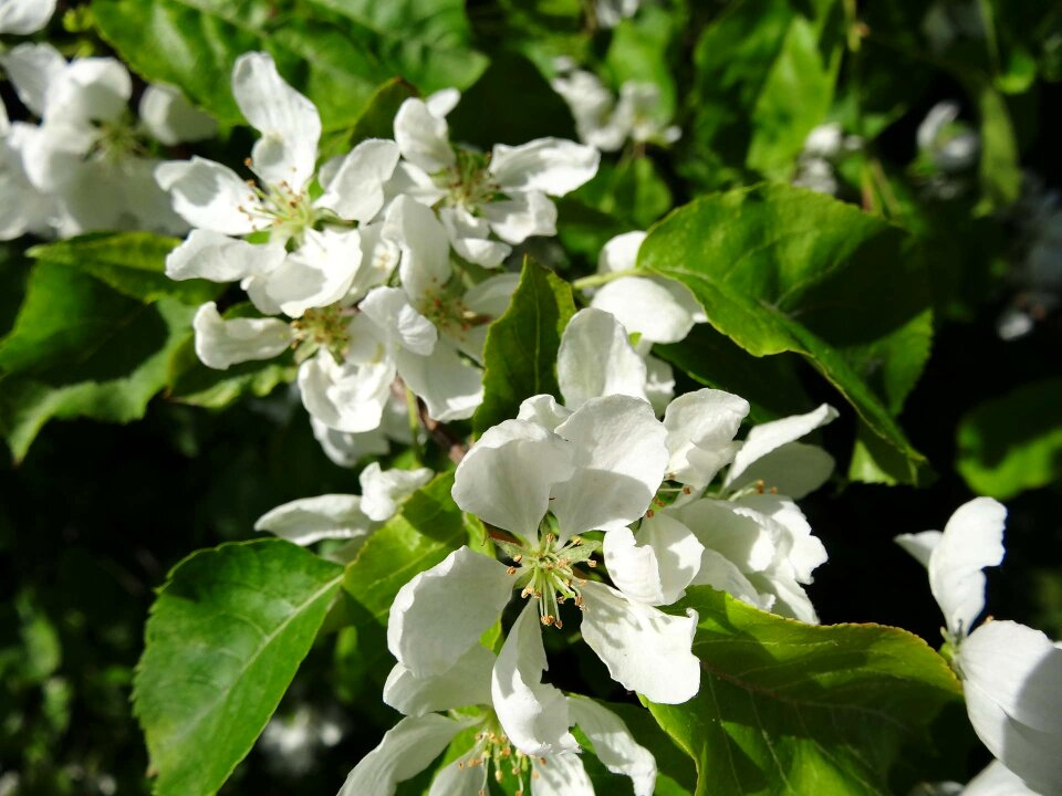 Nature season apple blossom