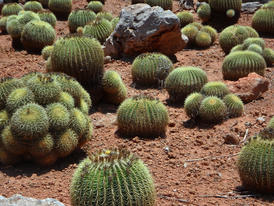 Cactus garden prickly globose