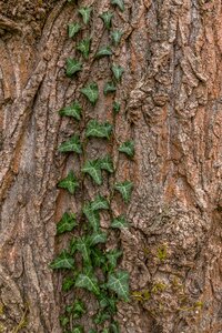 Tree wood tribe