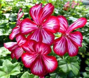Géraniacées red white