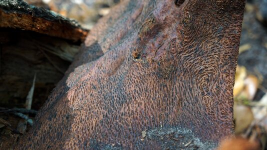 Tree decay natural