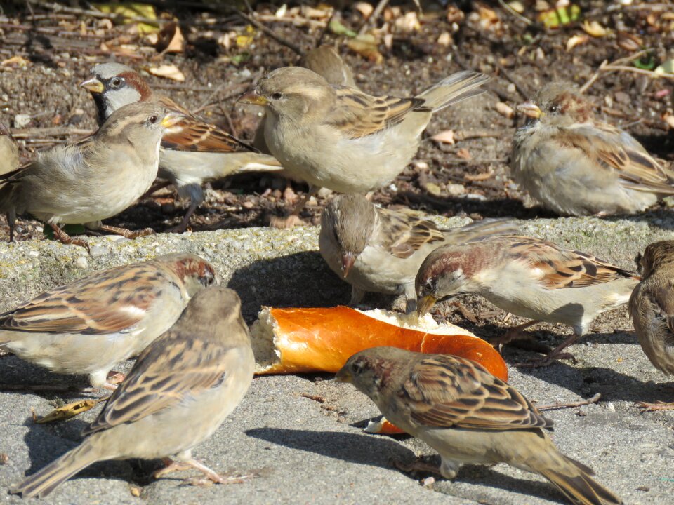 Eat nature animal world