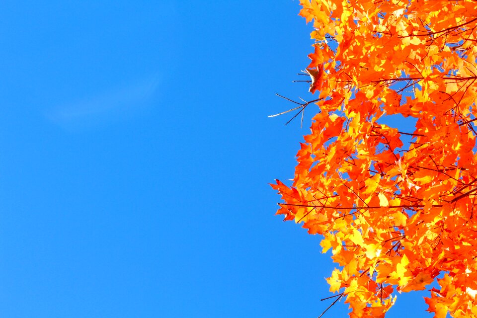 Desktop sky leaf