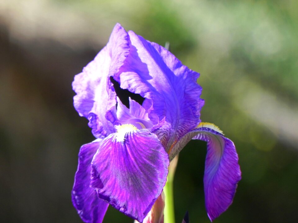 Outdoors petal lily