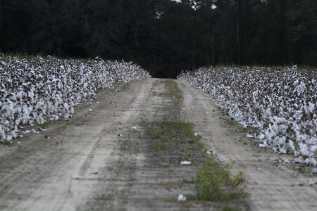 Road cotton