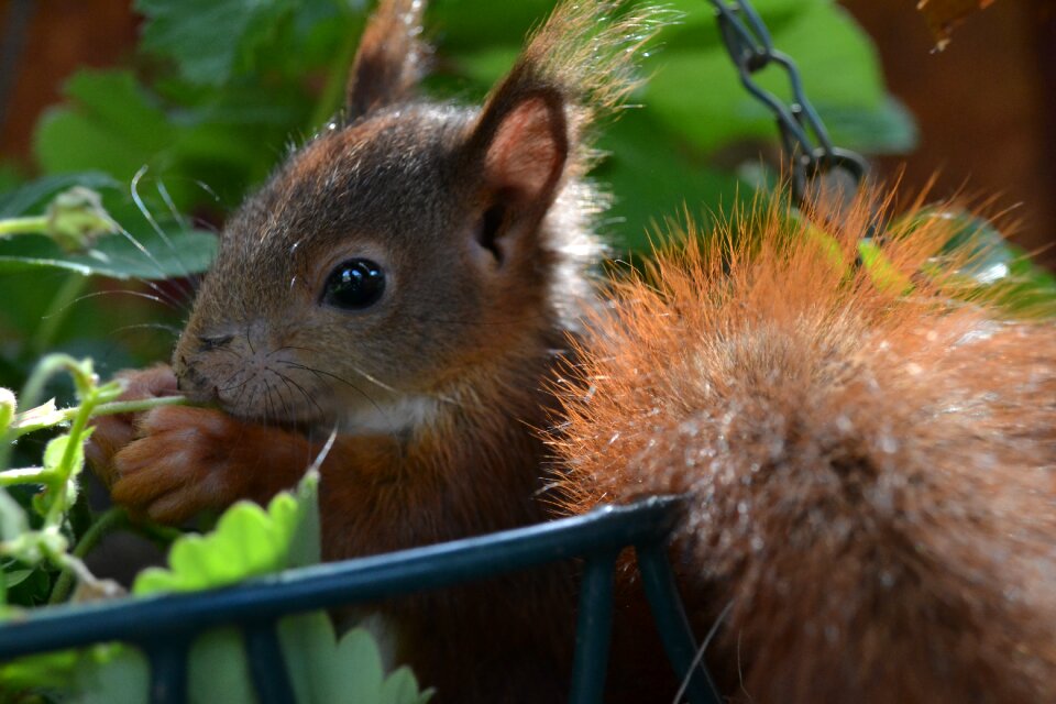 Animal world mammal cute
