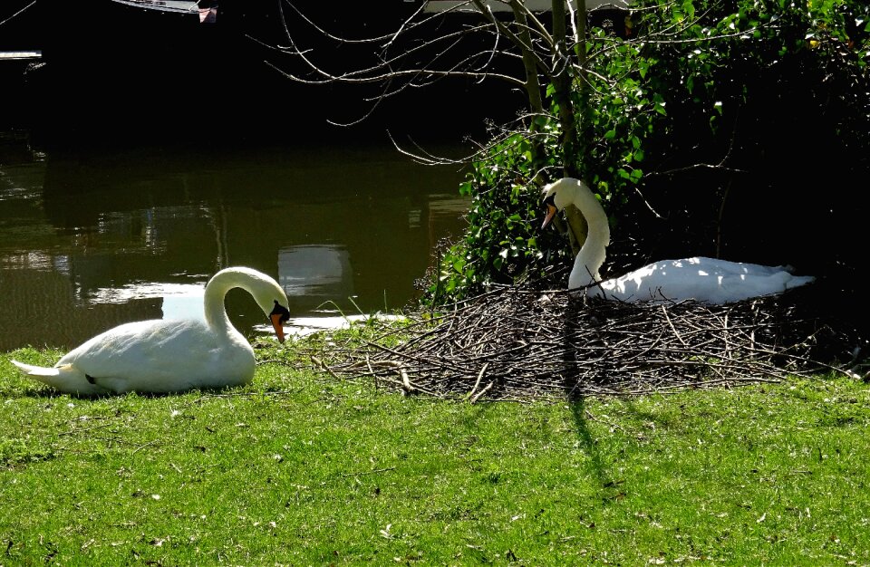 Water grass wildlife