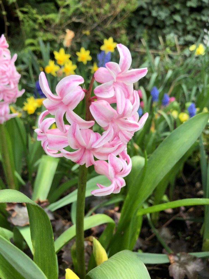 Nature plant floral photo