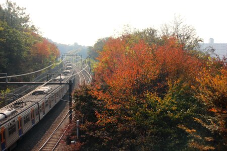 Leaf travel train photo