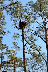 Raptor nature eagle photo