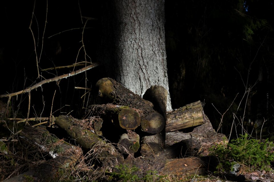 Outdoor environmental bladmossor