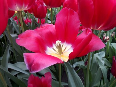 Nature garden spring