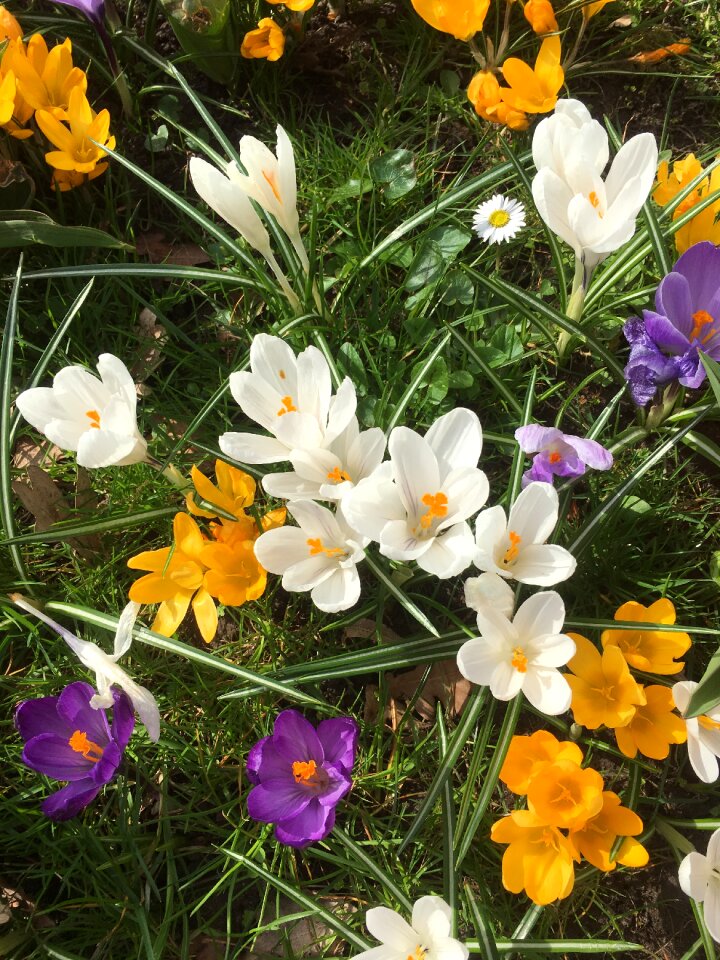 Farbenpracht crocus flowers