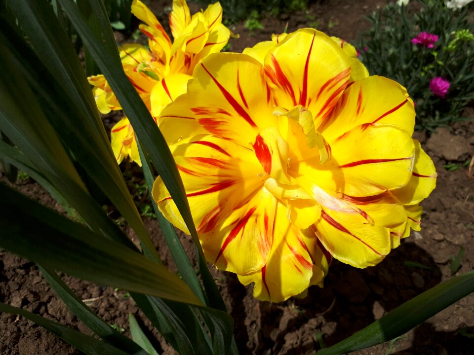 Flower sheet garden
