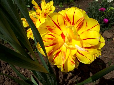 Flower sheet garden