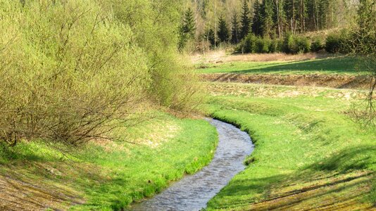 Grass landscape tree photo