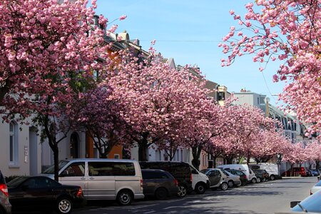 Flower park cherry blossom photo