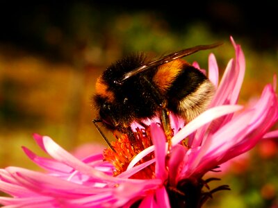 Insect apiformes animals